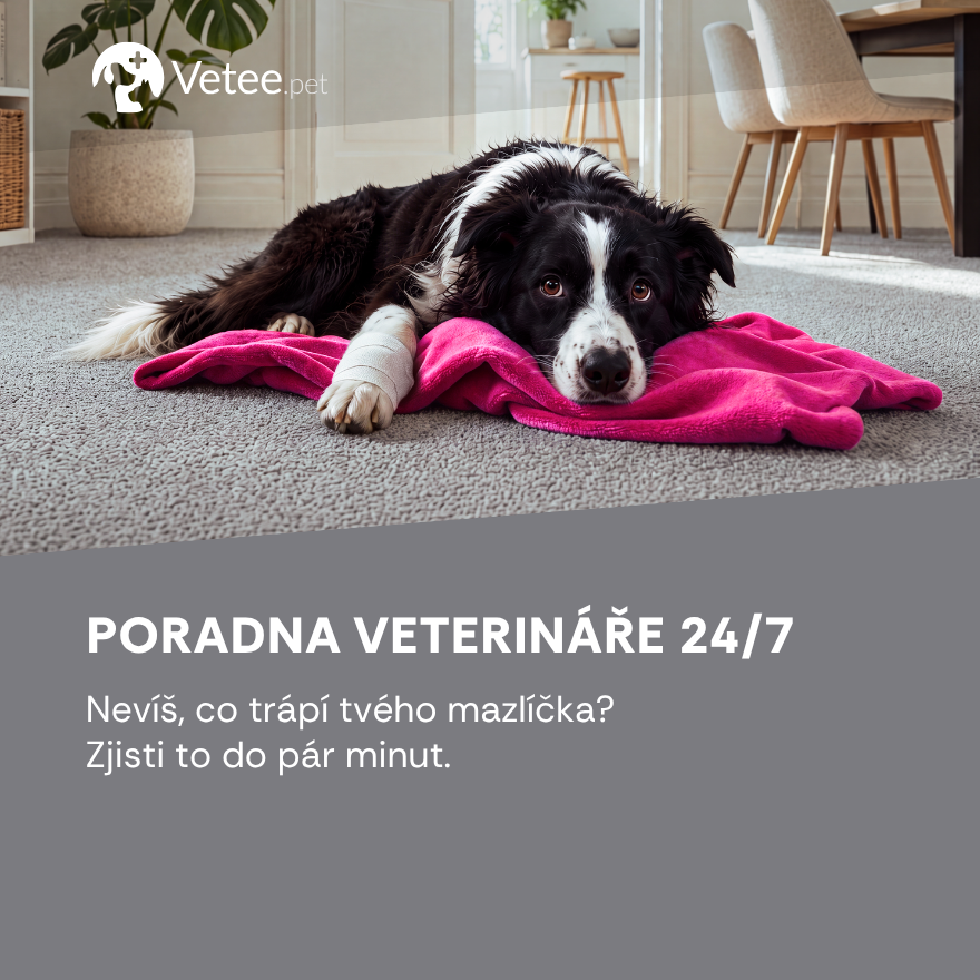 Poradna veterináře 24/7